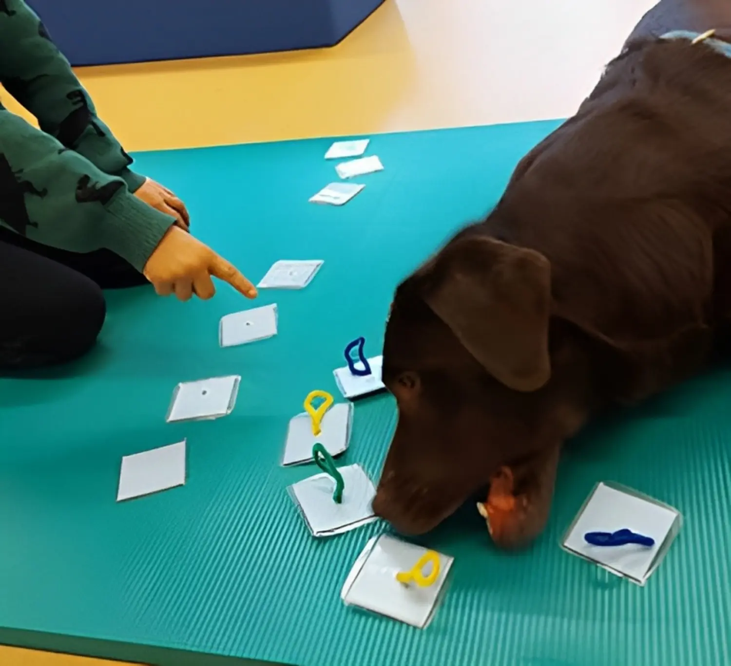 Die Hunde AG - Annette Großmann - Ein Hund liegt auf einer Matte, während ein Mensch auf ihn zeigt.
