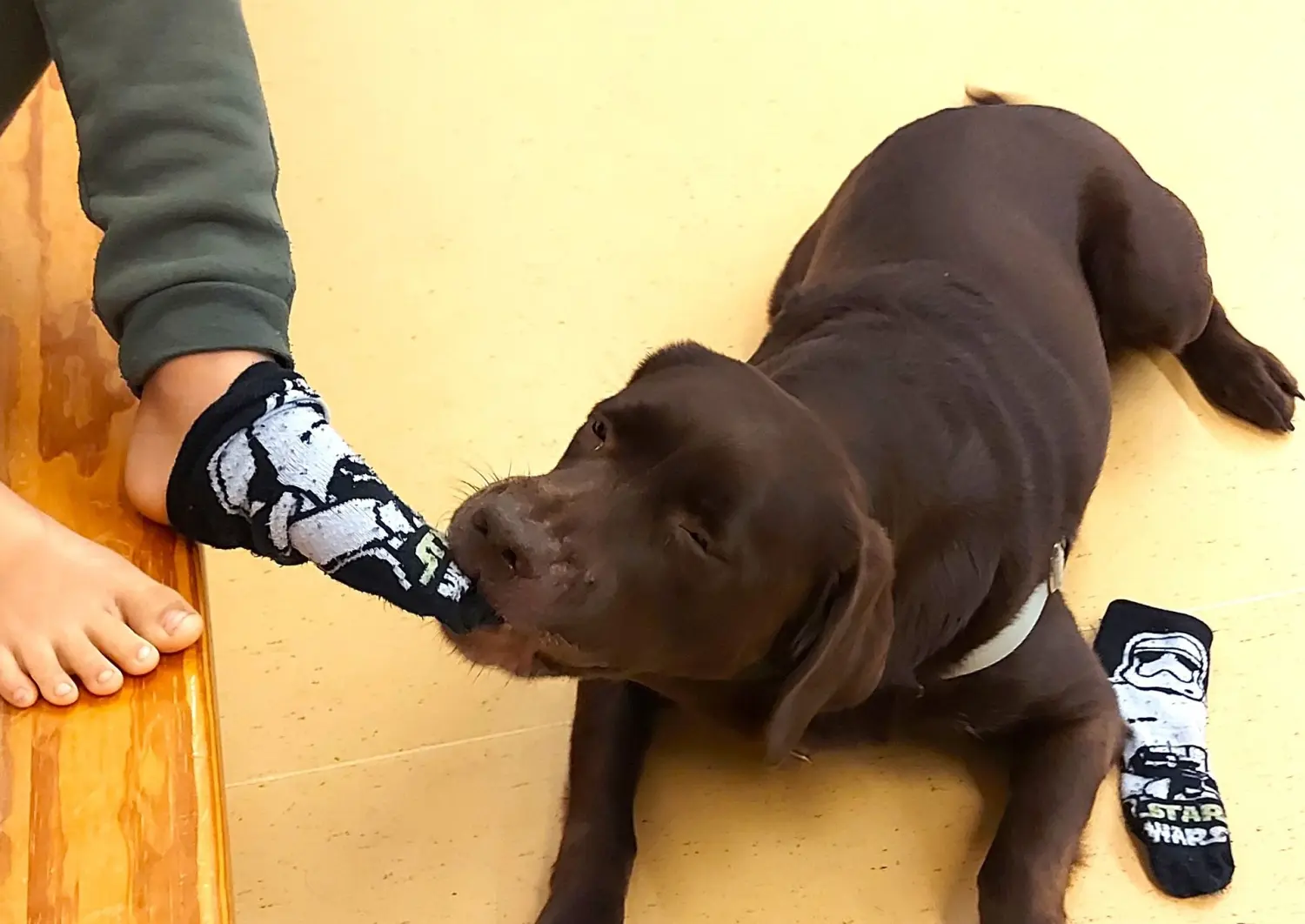 Die Hunde AG - Annette Großmann - Ein Hund kaut auf einem Spielzeug