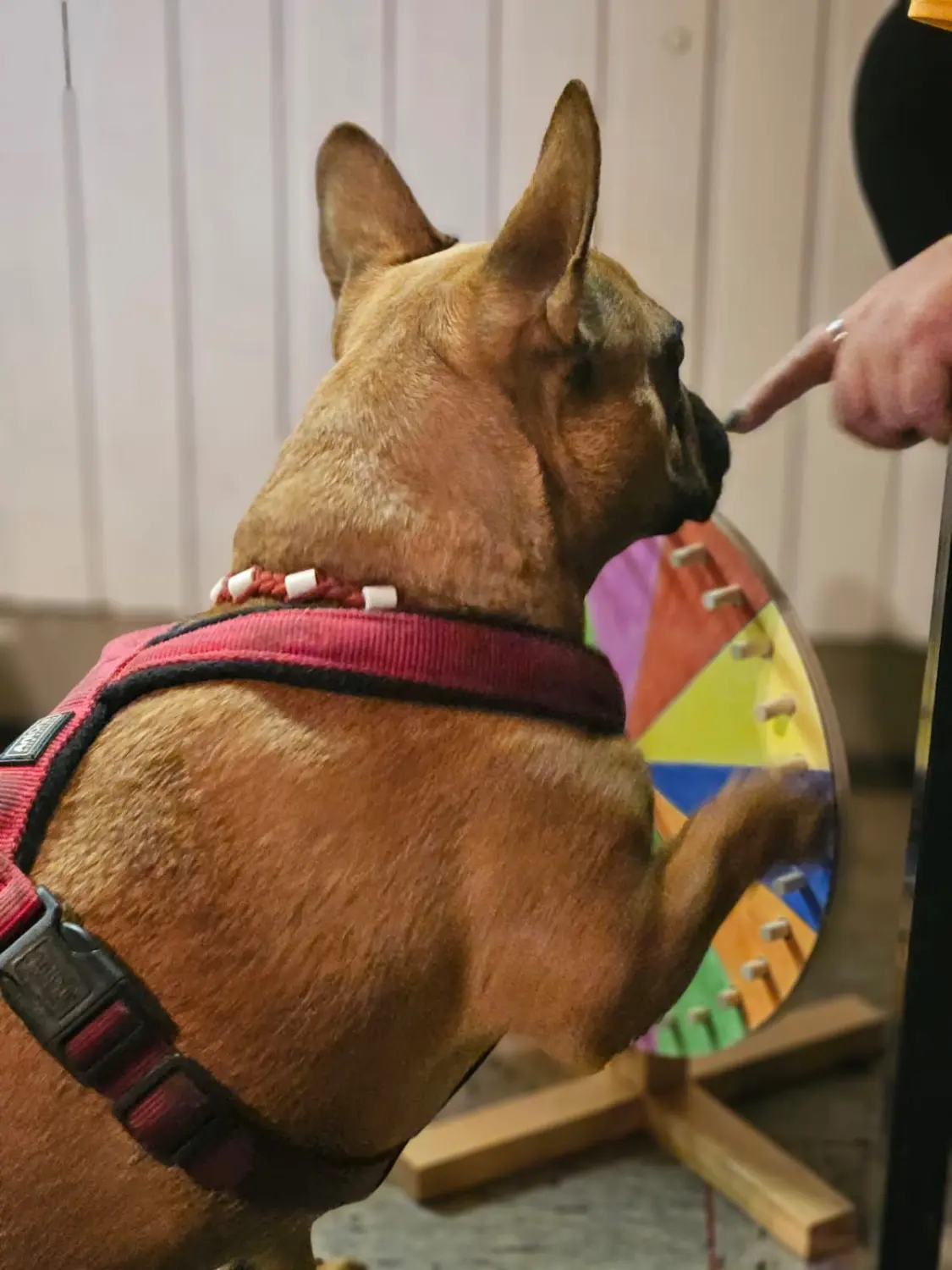 Die Hunde AG - Annette Großmann - Ein Hund steht auf seinen Hinterbeinen und interagiert mit einem Rad