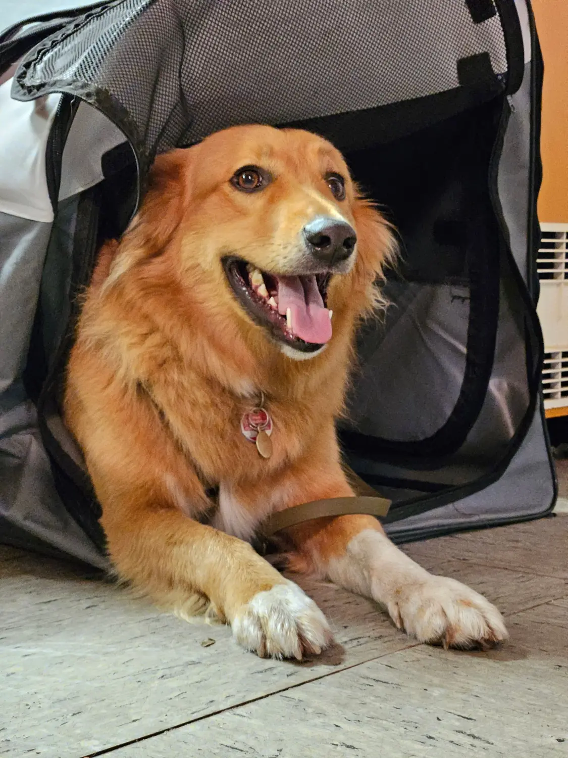 Die Hunde AG - Annette Großmann - Ein Hund entspannt sich in der Tasche