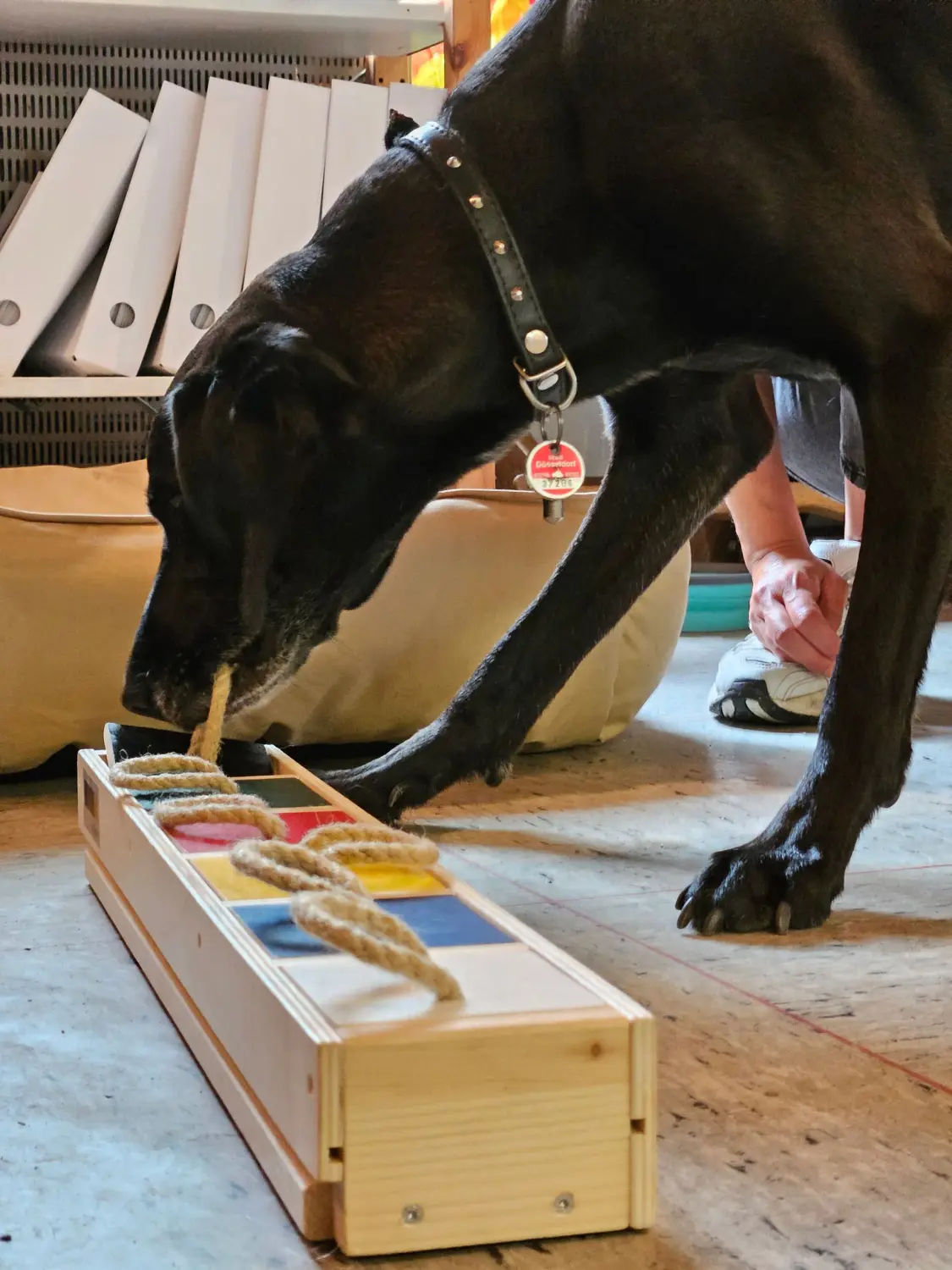 Die Hunde AG - Annette Großmann - Ein Hund knabbert an einem Spielzeug