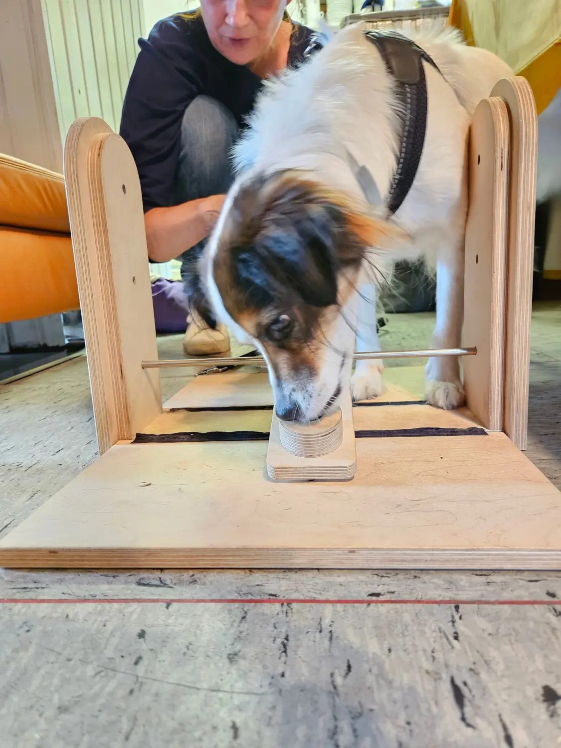 Die Hunde AG - Annette Großmann - Ein Hund beißt in einen hölzernen Gegenstand, wobei eine Person in der Nähe ist und das spielerische Verhalten des Tieres betont wird.