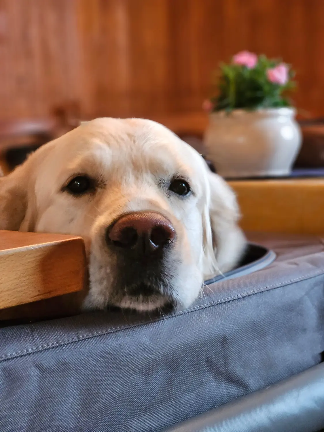 Die Hunde AG - Annette Großmann - Ein Hund liegt gemütlich auf einer Couch