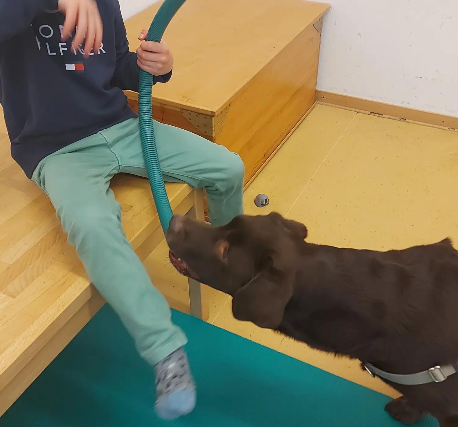 Die Hunde AG - Annette Großmann - Ein Kind, das von seinem Hund begleitet wird, beißt spielerisch in ein Rohr.