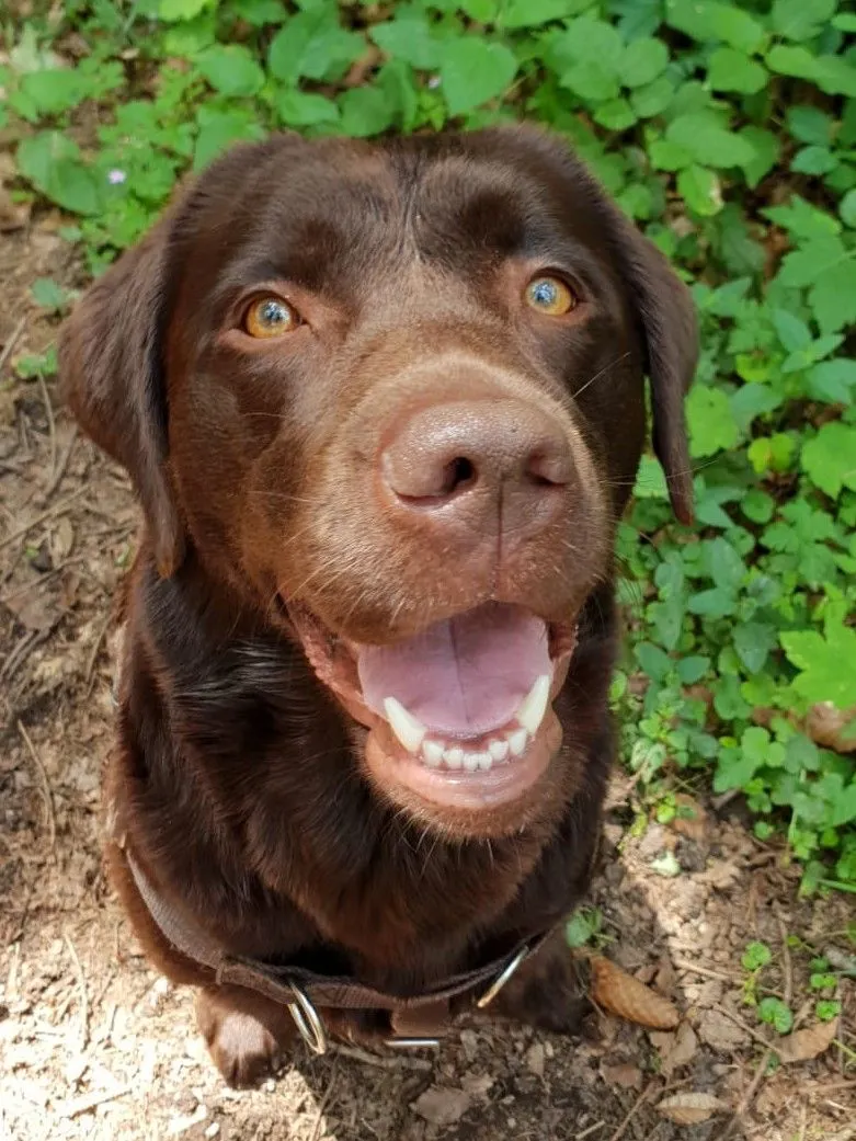 Die Hunde AG - Annette Großmann - Therapy dog Lotte