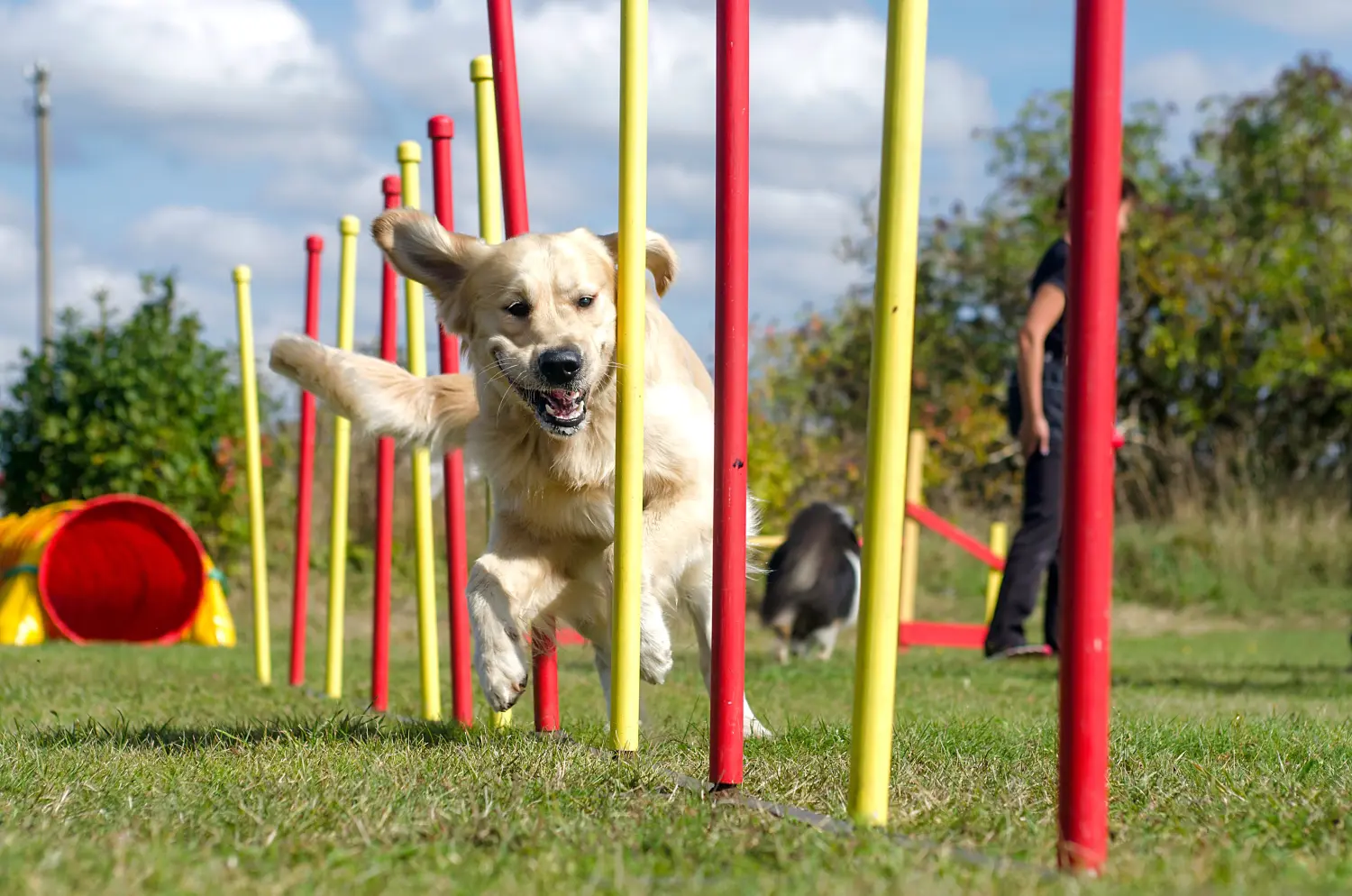 Die Hunde AG - Annette Großmann - Hunde-Agility-Slalom, Sportwettbewerbe von Hunden im Sommer in