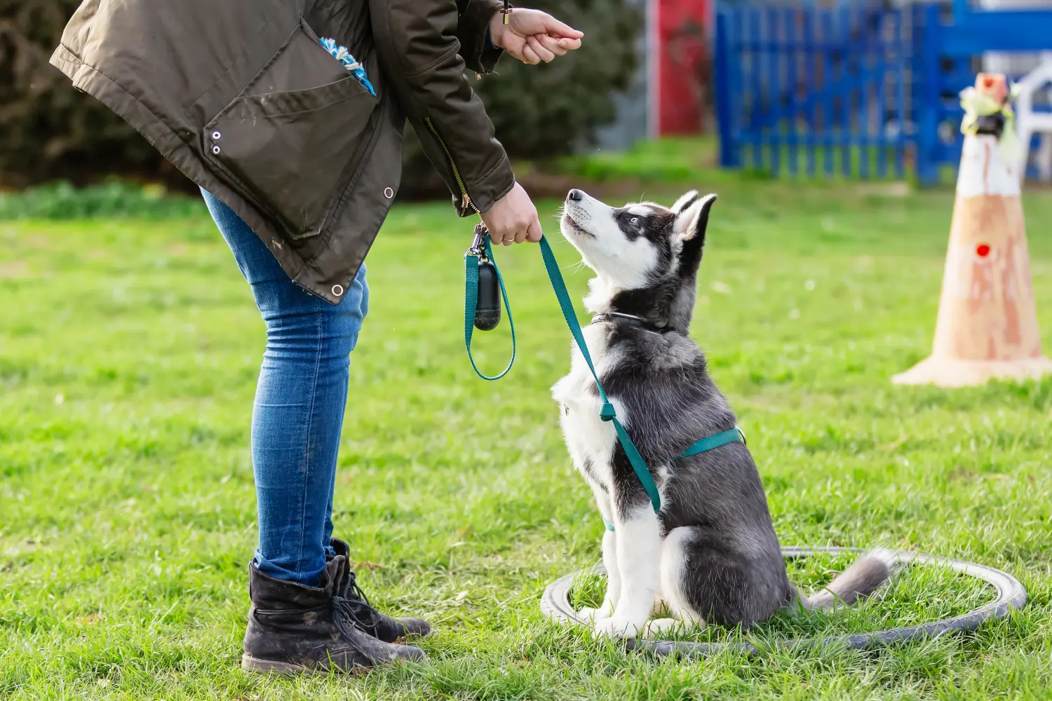 Die Hunde AG - Annette Großmann - Frau trainiert mit einem jungen Husky auf einem Hundetrainingsplatz